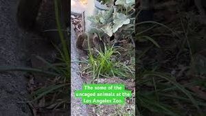 Video post by @cowmissing on YouTube