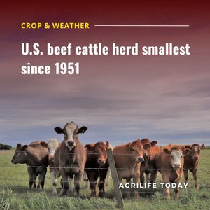 Image post by @txextension on Instagram