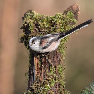 Image post by @rspb on Instagram