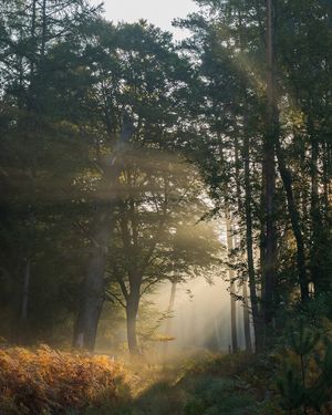 Image post by @tanczacachmura on Instagram