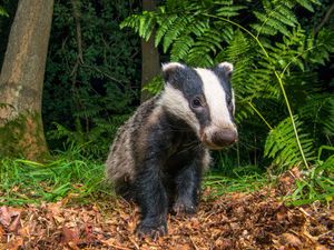 Image post by @AnimalPlanet on Twitter