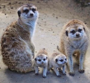 Image post by @sandiegozoo on Instagram