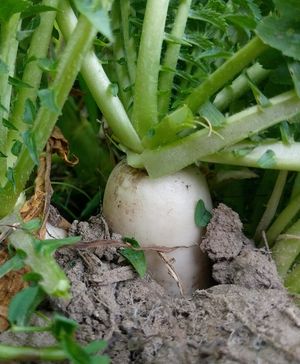 Image post by @ahs_gardening on Instagram