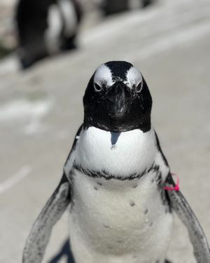 Image post by @thetorontozoo on Instagram