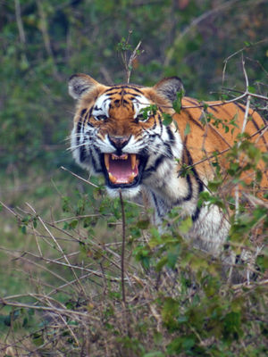 Video post by @bbcearth on TikTok