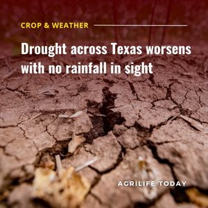 Image post by @txextension on Instagram