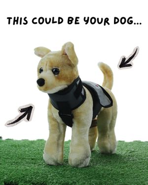 Image post by @coolerdogbrand on Instagram