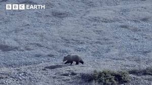 Video post by @bbcearth on YouTube