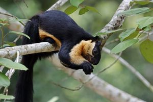 Image post by @AnimalPlanet on Twitter