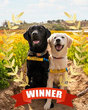 Image post by @canineorg on Instagram