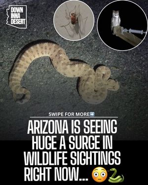 Image post by @downinnadesert on Instagram