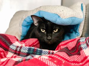 Image post by @suncoasthumane on Instagram