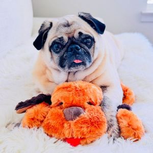 Image post by @originalsnugglepuppy on Instagram