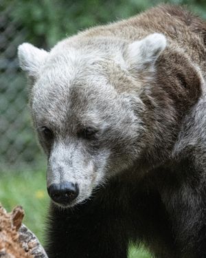 Image post by @thetorontozoo on Instagram