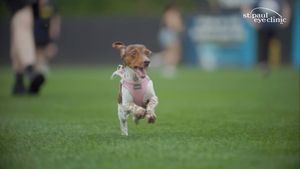 Video post by @stpaulsaints on Facebook