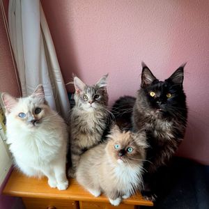 Image post by @brunrik.and.pyrene.ragdolls on Instagram