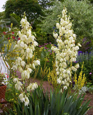 Image post by @ahs_gardening on Instagram