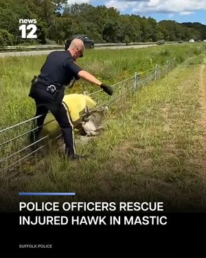 Image post by @news12li on Instagram