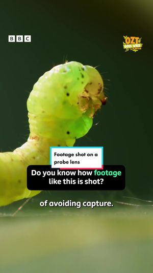 Video post by @cbbc on TikTok
