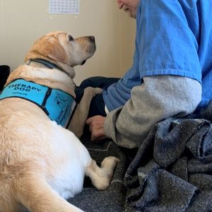 Image post by @canineorg on Instagram