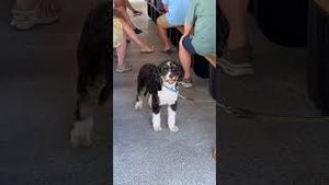 Video post by @lamesarecvan on YouTube