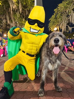 Image post by @thesavannahwolfhound on Instagram
