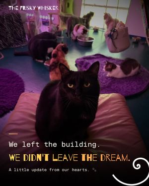 Image post by @thefriskywhiskeratl on Instagram