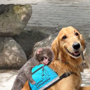 Image post by @canineorg on Instagram