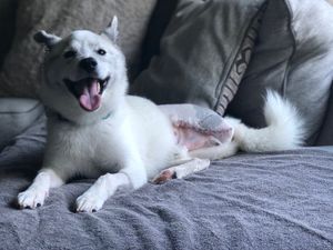 Image post by @KarisaMaxwell on Twitter
