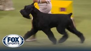 Video post by @foxsports on YouTube