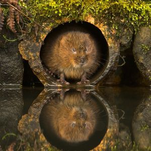 Image post by @rspb on Instagram