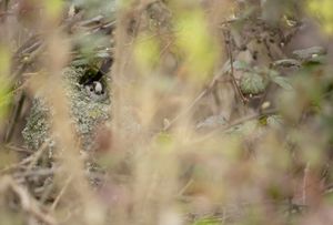 Image post by @rspb on Instagram