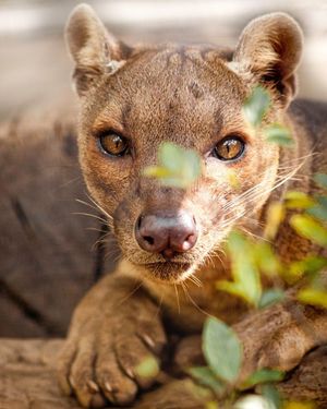 Image post by @sandiegozoo on Instagram