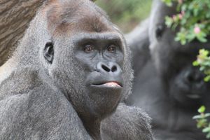 Image post by @denverzoo on Instagram