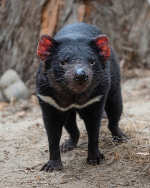 Image post by @sandiegozoo on Instagram