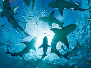 Image post by @discovery on Instagram