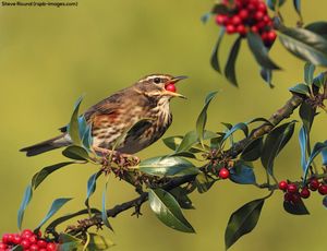 Image post by @rspb on Instagram
