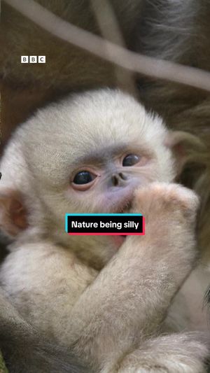 Video post by @bbcearth on TikTok