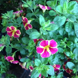 Image post by @ahs_gardening on Instagram