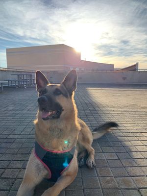 Image post by @UCSDAdmissions on Twitter