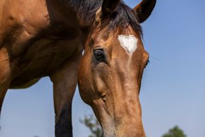 Image post by @godolphin on Instagram