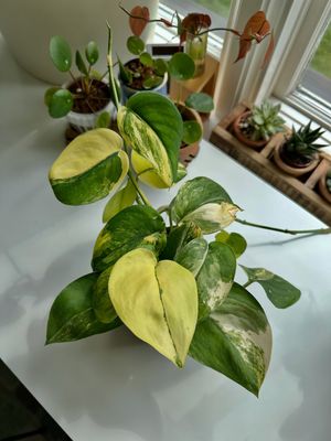 Image post by @reenasplants on Instagram