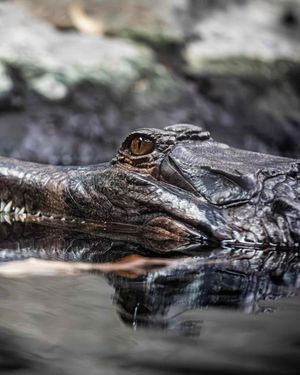 Image post by @thetorontozoo on Instagram