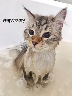 Video post by @catnamedsquirrel on TikTok