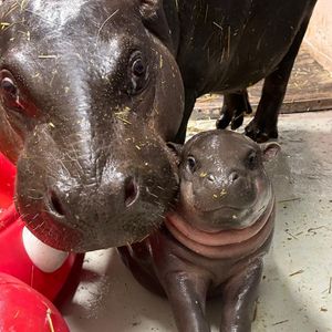 Image post by @thetorontozoo on Instagram
