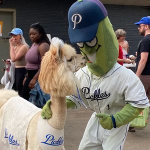Image post by @picklesbaseball on Instagram