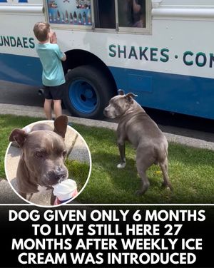 Image post by @weratedogs on Instagram