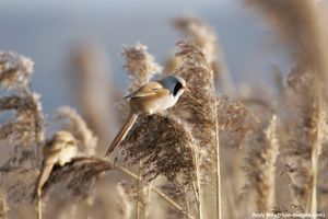 Image post by @rspb on Instagram