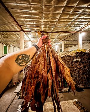 Image post by @manolo1910cigars on Instagram