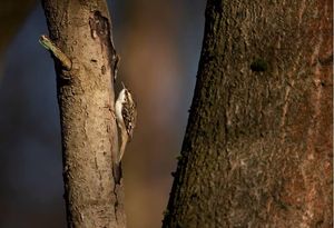 Image post by @rspb on Instagram
